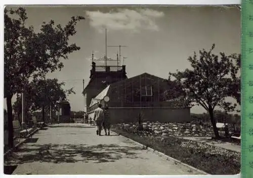 Zielona Gòra, Palmiarnia, Verlag: -----, POSTKARTE mit Frankatur, mit  Stempel ZIELONA GORA 31.5.64  Erhaltung: I-II,