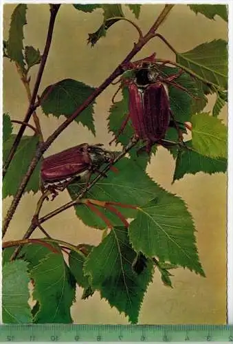 Frohe Pfingsten, Verlag: Zoecke Glanz, POST KARTE, Erhaltung: I-II, unbenutzt, Karte wird in Klarsichthülle verschickt.