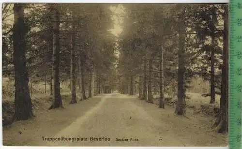 Truppenübungsplatz Beverloo, Seufzer Allee 1917, Verlag: Ern. Thill, Bruxelles,  FELD-,Postkarte ohne Frankatur
