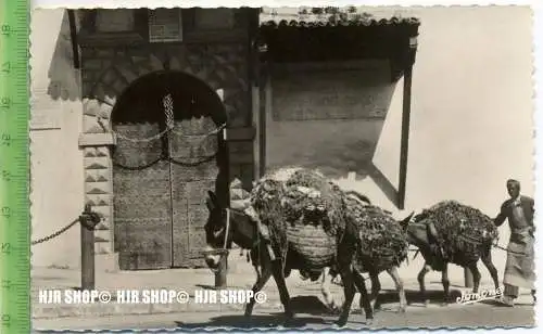 „Alger“,   Ansichtskarte  ungebrauchte Karte