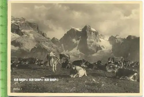 „Kühe auf der Alm“ um 1950/1960 ungebrauchte Karte