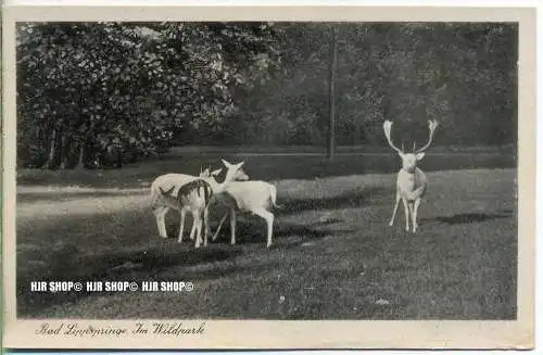 „ Bad Lippspringe, Im Wildpark“   um 1920/1930,  Ansichtskarte, ungebrauchte Karte