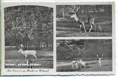 „ Bad Lippspringe, Hirsche im Wildpark“   um 1920/1930,  Ansichtskarte, ungebrauchte Karte