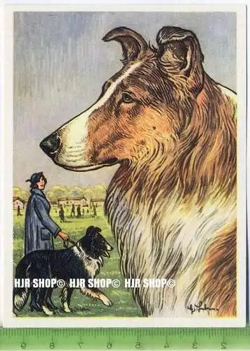 Der schottische Schäferhund oder Collie, c32 Austria-Bildwerk, Kamerad Hund, Serie II: Schäfer und Hirtenhunde.