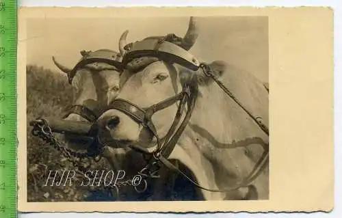 Rinder im Joch, ungel.