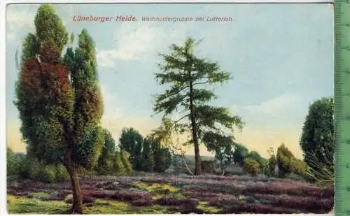 Lüneburger Heide. Wacholdergruppe bei Lutterloh 1909, Verlag: ------, Postkarte ohne Frankatur  und Stempel, DELMENHORST