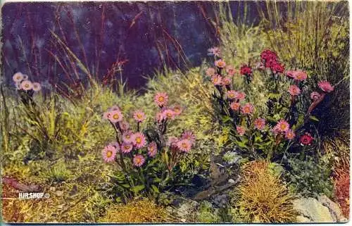 Feld-Postkarte, Alpenflora, Photochromie