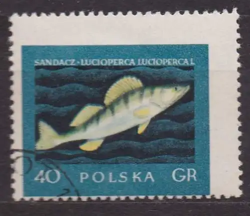 Polen, Mi-Nr. 1051 gest., Fische: Zander