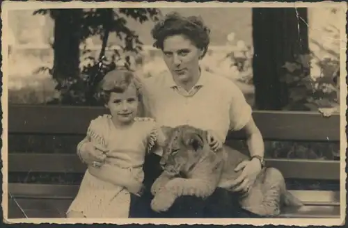 Ansichtskarte Löwen Tiere Raubtiere Zoo Original-Foto v. Foto Bartholdt Leipzig