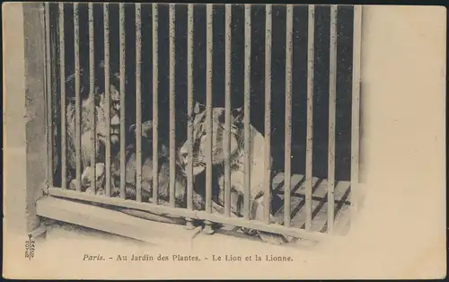 Alte Ansichtskarte Tiere Raubtiere Löwen Zoo Tierpark Paris selten