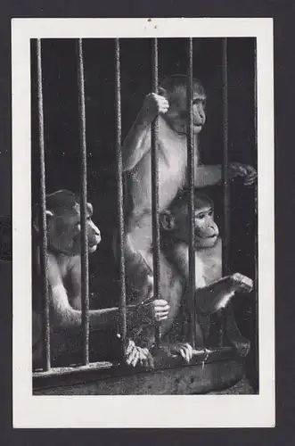 Ansichtskarte Tiere Affen Käfig Circus Willy Hagenbeck Dressurschau