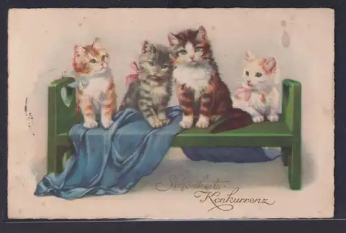 Ansichtskarte Künstlerkarte Katzen Schönheitskonkzrenz ab Rochlitz Sachsen nach
