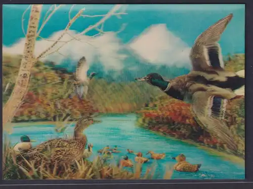 3 D Color Ansichtskarte Enten Fluss Ufer Pflanzen Printing Studio Zürich nach