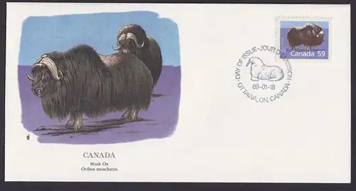 Canada Kanada Nordamerika Fauna Mochusochse schöner Künstler Brief