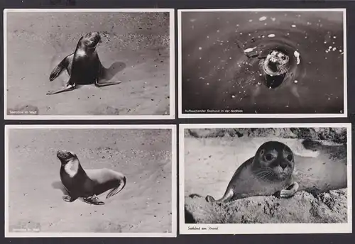 Ansichtskarte Lot Sammlung Tiere Seerobbe im Watt Seehund Nordsee Seehund Strand