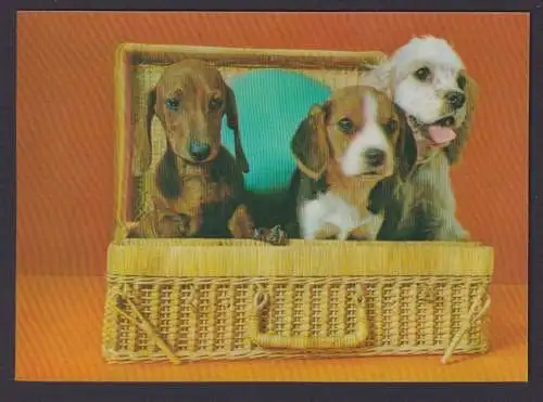 Ansichtskarte 3 D Künstlerkarte 3 Hunde im Korb