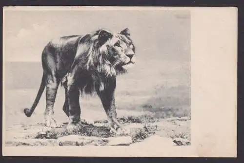 Ansichtskarte Tiere Löwe