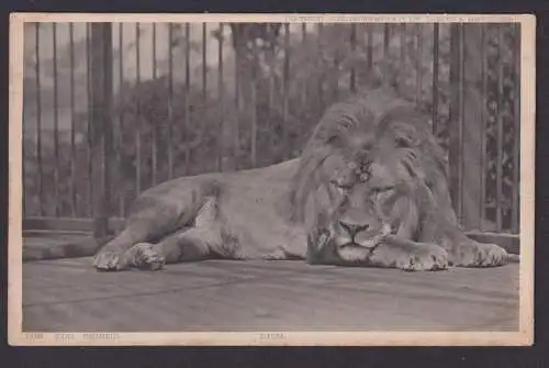 Ansichtskarte Tiere Löwe Zoo Series Lion