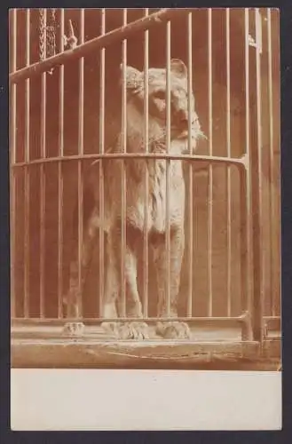 Ansichtskarte Tiere Löwe Käfig