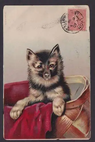 Ansichtskarte Prägekarte Scherzkarte Humor Hund im Körbchen ab Lugny Frankreich