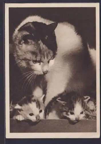 Ansichtskarte Tierkarte Katze mit Jungen nach Altona 04.02.1939