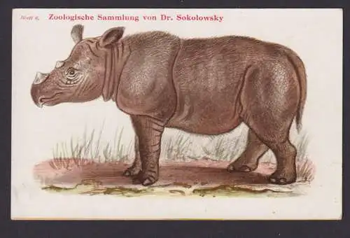 Ansichtskarte Zoologische Sammlung v. Dr. Sokolowsky Sumatra Nashorn