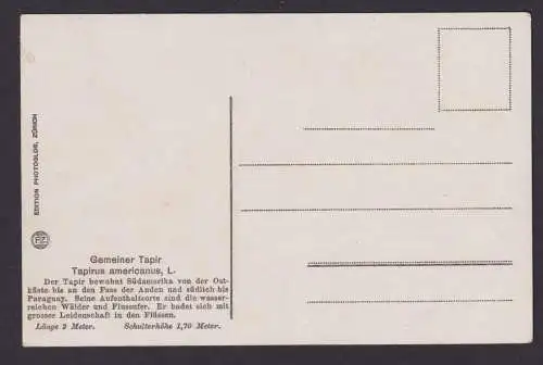 Ansichtskarte Tiere Zoologische Sammlung v. Dr. Sokolowski Gemeiner Tapir