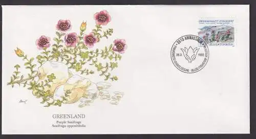 Grönland Dänemark Insel Nordpolarmeer Flora Pflanze lila Steinbrech schöner