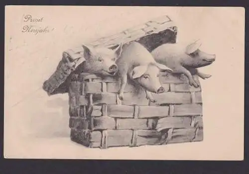 Ansichtskarte Neujahr Schwein Glücksschwein Tiere n. Dresden Sachsen