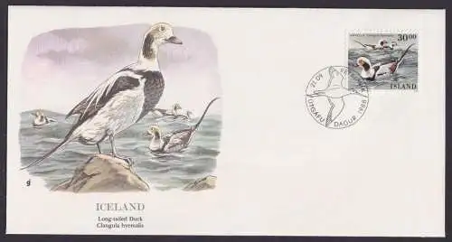 Island Iceland Fauna Vögel Eisente schöner Künstler Brief