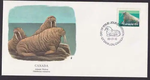 Canada Kanada Nordamerika Fauna Atlantikwalross schöner Künstler Brief