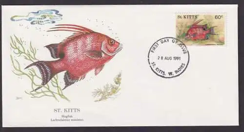 St. Kitts Karibik Insel Fauna Fische Lippfisch schöner Künstler Brief