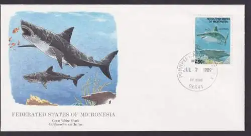 Föderierte Staaten von Micronesia Pazifischer Ozean Fauna Fische Weißer Hai