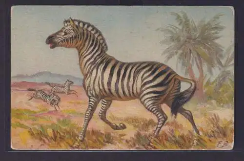 Ansichtskarte Tiere Tierkarte Zebra Pferde Künstler sign. E.B.