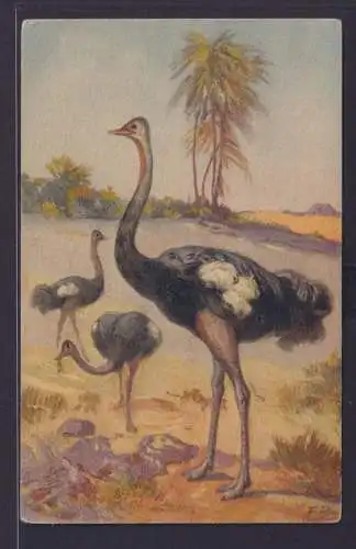 Ansichtskarte Tiere Vögel Strauß Afirka Künstlerkarte Sign. E.B.