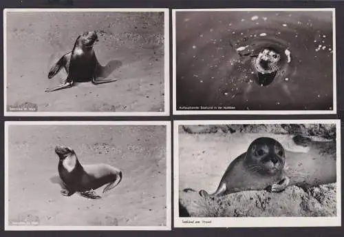 Ansichtskarte Lot Sammlung Tiere Seerobbe im Watt Seehund Nordsee Strand