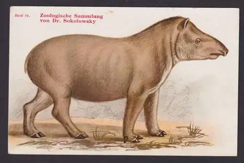 Ansichtskarte Tiere Zoologische Sammlung v. Dr. Sokolowski Gemeiner Tapir