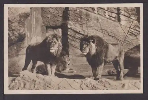 Ansichtskarte Carl Hagenbecks Tierpark Hamburg Zoo Berberlöwen Löwen