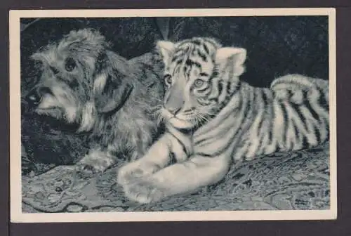 Ansichtskarte Zirkus Busch Berlin Tiger Hund