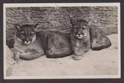 Ansichtskarte Münchener Tierpark Hellabrunn Junge Puma München Bayern 1934