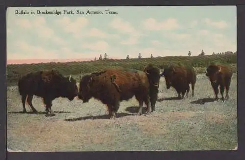 Ansichtskarte Tiere Büffel Buffalo in Brackenridge Park San Antonio Texas USA