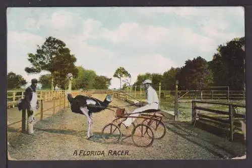 Ansichtskarte Florida Racer Kutsche mit Strauß Jacksonville USA 1909