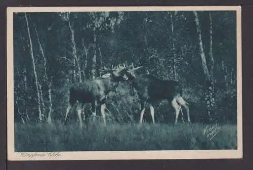 Ansichtskarte Jagd Tiere Kämpfende Elche