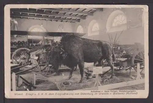 Ansichtskarte Oldenburg Schleswig-Holstein Jagd Adel Wisent Feldpost Krieg 1916