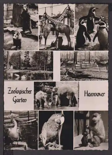 Ansichtskarte Hannover Niedersachsen Zoo Tiere Elefanten Bären Affen Pinguin