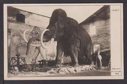 Ansichtskarte Mammut Tiere 1928