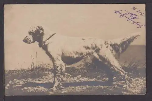 Ansichtskarte Hund Jagd Jagdhund Berlin Cüstrin Brandenburg 1901