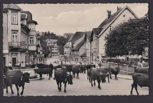 Ansichtskarte Braunlage Niedersachsen Harz Damenkapelle Kuhtrieb durch den Ort