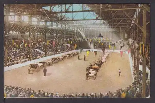 Ansichtskarte Kanada National Exhibition Coliseum Judging Cattle