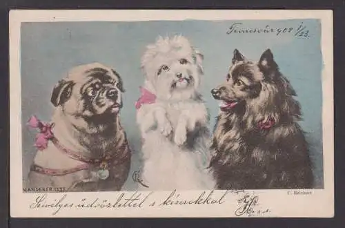 Ansichtskarte Tiere Hunde Temesvar Ungarn 1928